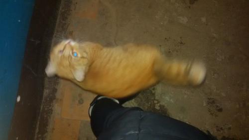 Котик бегает по подъезду по адресу ул. Соколова - соколенка, д. 18, 2-ой подъезд. 01