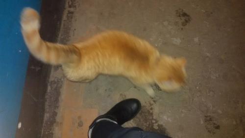 Котик бегает по подъезду по адресу ул. Соколова - соколенка, д. 18, 2-ой подъезд. 02