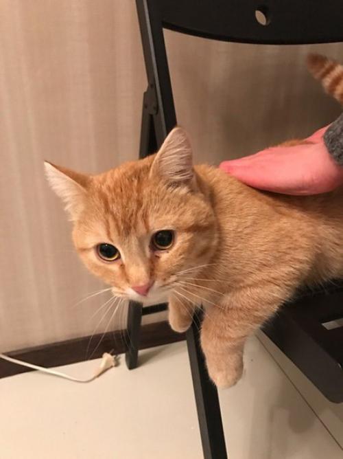 Кот.  С с черным антиблошиным ошейником.  скорее всего убежал из дома. : 7-920-622-29-28.