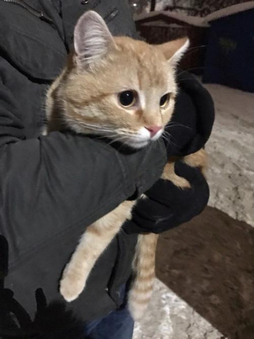 Кот.  С с черным антиблошиным ошейником.  скорее всего убежал из дома. : 7-920-622-29-28. 01