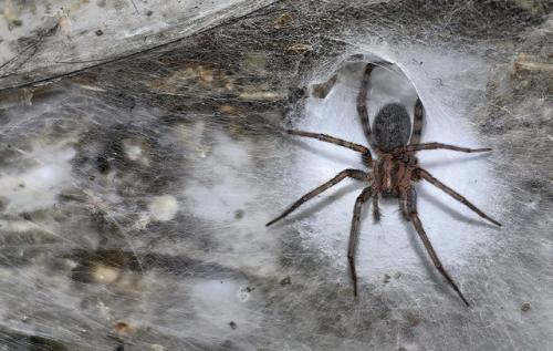 Это уже какой-то паучий ад! 02