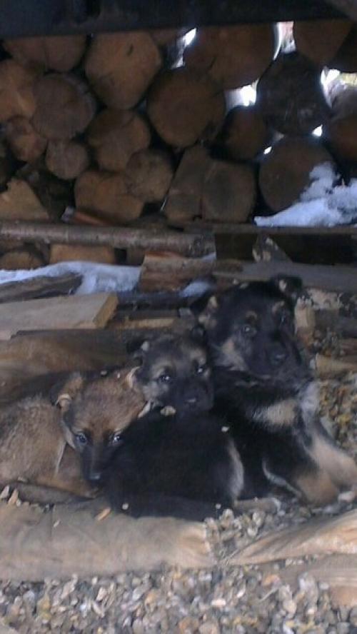 Кому нужен верный друг или подруга 6 щенят мёрзнут на улице. 01