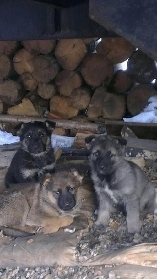 Кому нужен верный друг или подруга 6 щенят мёрзнут на улице.