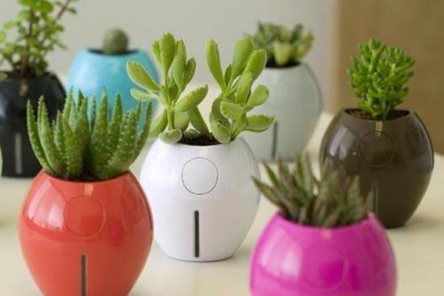 5 комнатных растений - целителей.