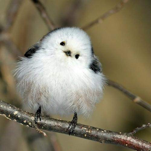 Ополовник: самая милая синица России. 02