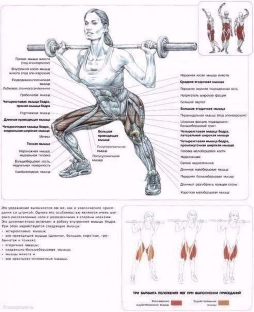 Мы качаем ягодицы: анатомия основные упражнения! 01
