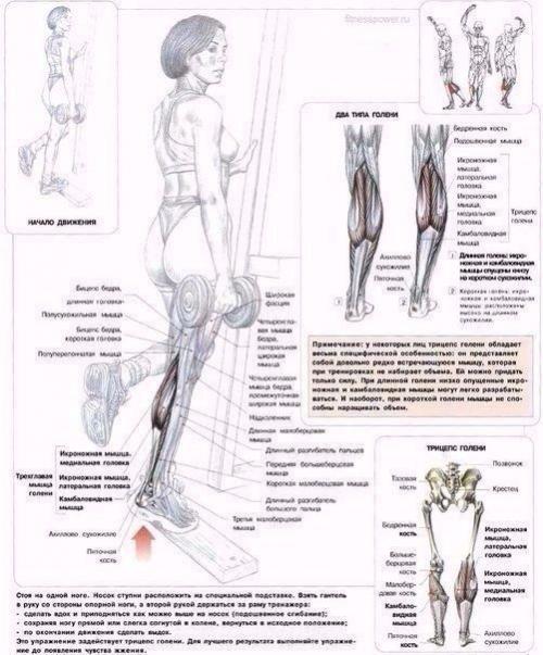 Мы качаем ягодицы: анатомия основные упражнения! 04