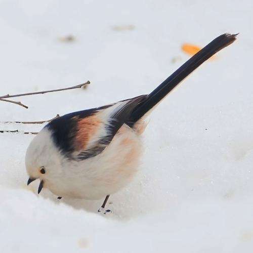 Ополовник: самая милая синица России. 01