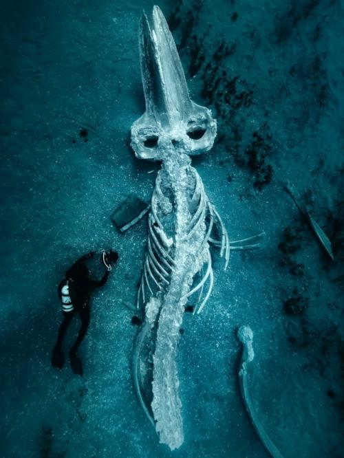 Падение кита: круг жизни в океане.

