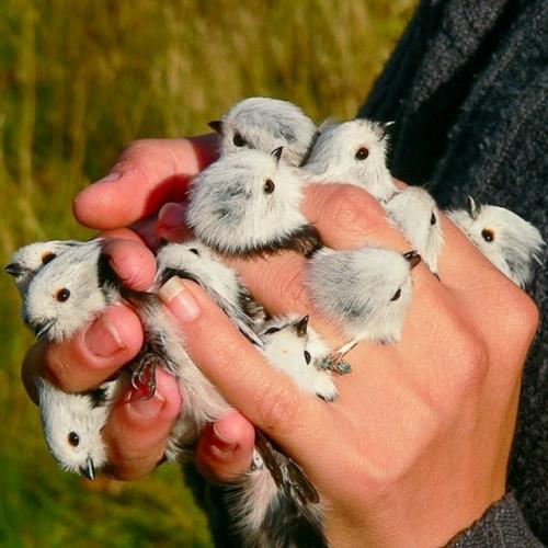 Ополовник: самая милая синица России.  