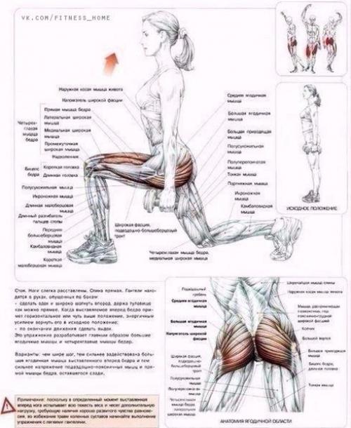 Мы качаем ягодицы: анатомия основные упражнения!