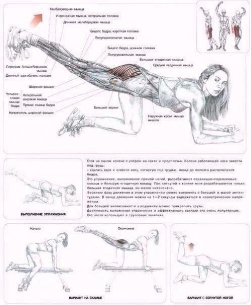Мы качаем ягодицы: анатомия основные упражнения! 05
