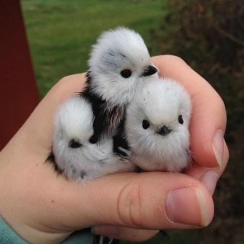 Ополовник: самая милая синица России. 03