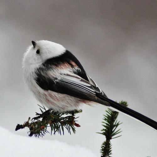 Ополовник: самая милая синица России. 04