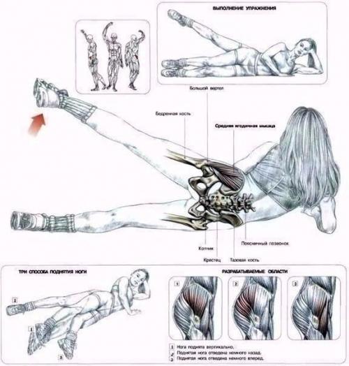 Мы качаем ягодицы: анатомия основные упражнения! 03