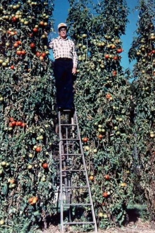В маленькой Алабаме родился Чарльз Уилбер - человек, который перевернул мир садоводства.  