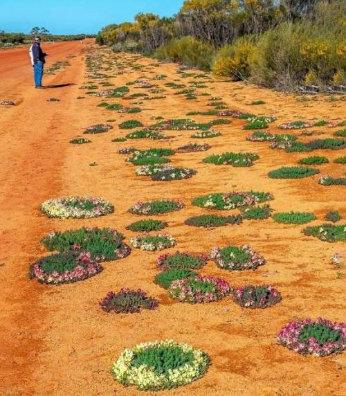 Цветок - венок в Австралии. 

