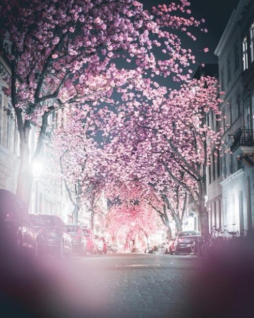 Сказочная апрельская ночь в цветущем Бонне. 04