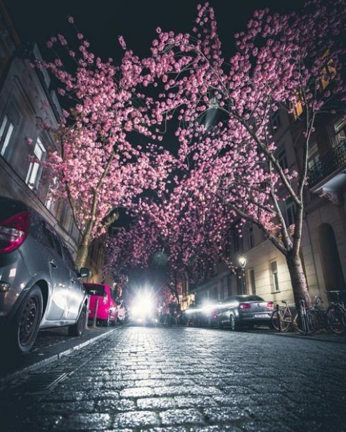 Сказочная апрельская ночь в цветущем Бонне. 02