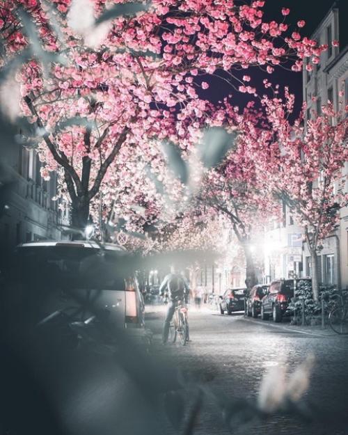 Сказочная апрельская ночь в цветущем Бонне. 01