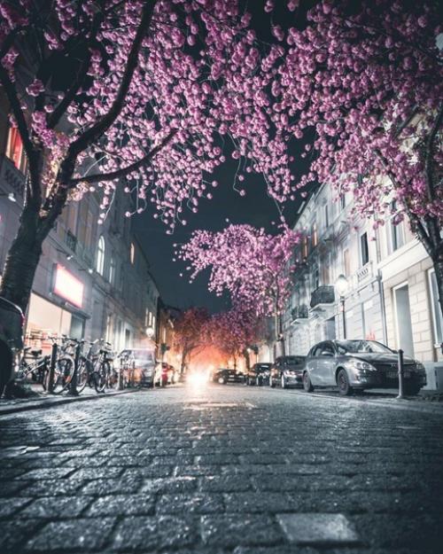 Сказочная апрельская ночь в цветущем Бонне. 06