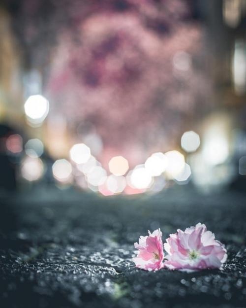 Сказочная апрельская ночь в цветущем Бонне. 03