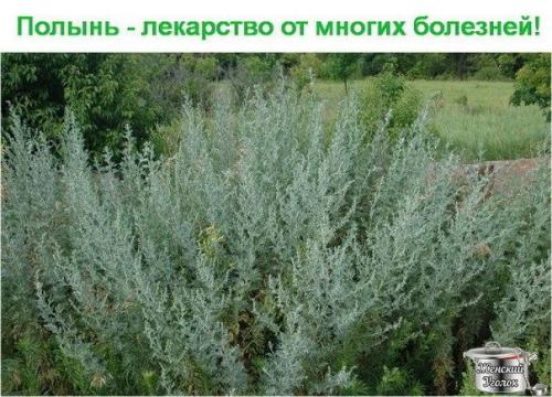 Полынь - лекарство от многих болезней? Полынь - лекарство от многих болезней?