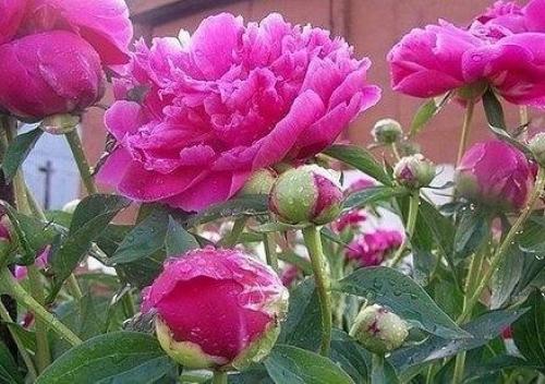 Пионы отцвели - что делать?