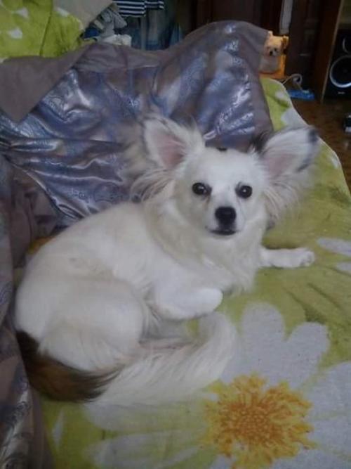 Потерялась собака! 19. 