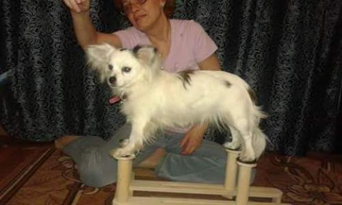 Потерялась собака! 19. 03