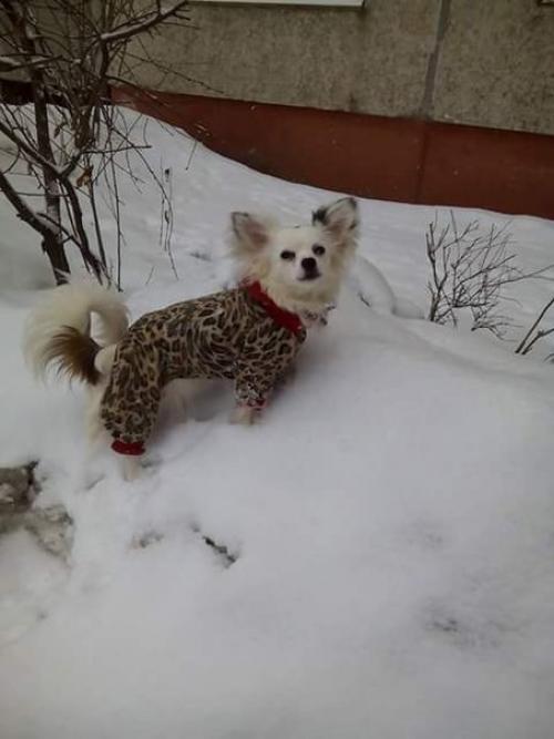 Потерялась собака! 19. 02