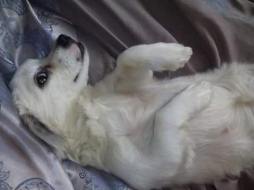 Потерялась собака! 19. 01