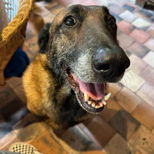 Ален Делон хотел, чтобы его собаку усыпили после его смерти. 01