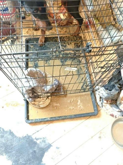 Собаки джарахова и певицы Моны вместо временного размещения оказались в настоящей тюрьме для животных. 07