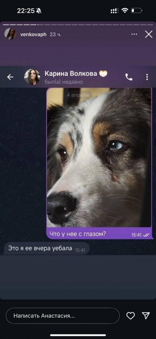 Собаки джарахова и певицы Моны вместо временного размещения оказались в настоящей тюрьме для животных. 02