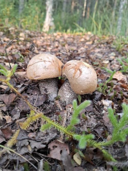 18 сентября 2025. 05