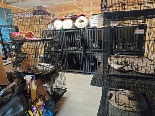 Собаки джарахова и певицы Моны вместо временного размещения оказались в настоящей тюрьме для животных. 01