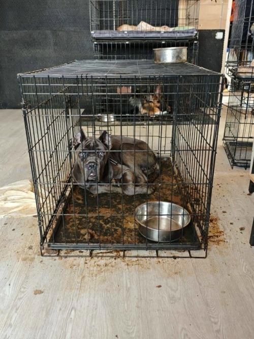 Собаки джарахова и певицы Моны вместо временного размещения оказались в настоящей тюрьме для животных. 03