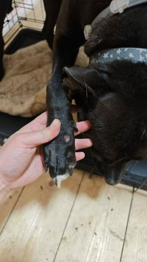 Собаки джарахова и певицы Моны вместо временного размещения оказались в настоящей тюрьме для животных. 05