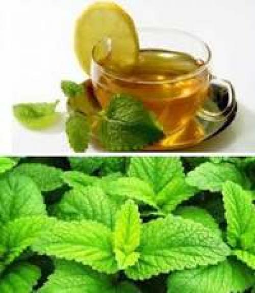 Зеленый чай с мелиссой и мятой польза и вред. Навигация по записям