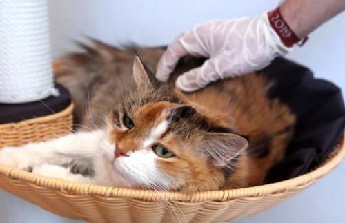 В ВОЗ назвали сроки разработки вакцины против коронавируса. Вирусолог назвал сроки появления вакцины против коронавируса 05 В ВОЗ назвали сроки разработки вакцины против коронавируса. Вирусолог назвал сроки появления вакцины против коронавируса 05