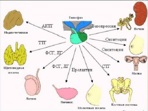 Причины сильного выпадения волос у женщин 30 лет. Причины выпадения волос у женщин 30 лет 14 Причины сильного выпадения волос у женщин 30 лет. Причины выпадения волос у женщин 30 лет 14