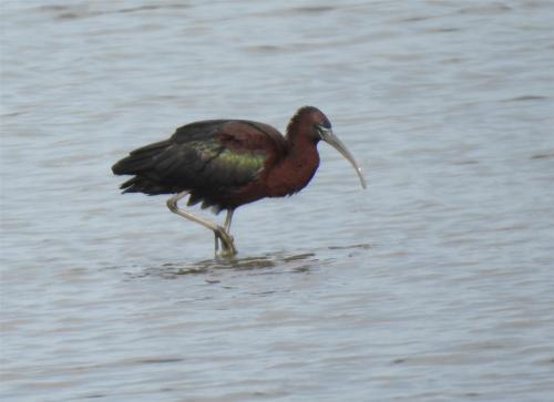 Российские ученые нашли лекарство от коронавируса. Вирусолог Виталий Зверев: коронавирус теперь с нами навсегда. Как грипп или простуда 03