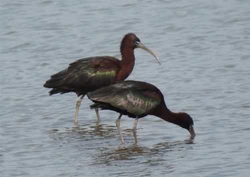 Российские ученые нашли лекарство от коронавируса. Вирусолог Виталий Зверев: коронавирус теперь с нами навсегда. Как грипп или простуда 02
