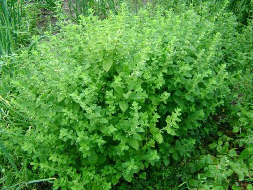 Можно ли заменить мяту мелиссой. Отличия мяты и мелиссы