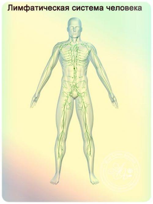 Массаж сухой щеткой, как часто. Лимфатический детокс — массаж тела сухой щеткой — секреты выполнения