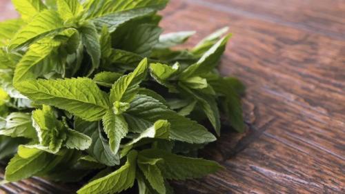 Польза мяты и мелиссы. Полезные и лечебные свойства мелиссы 03 Польза мяты и мелиссы. Полезные и лечебные свойства мелиссы 03