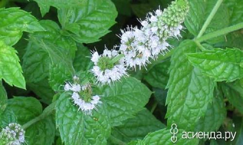 Можно ли заменить мяту мелиссой. Отличие мяты от мелиссы