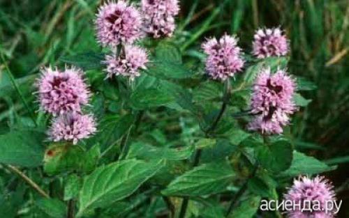 Можно ли заменить мяту мелиссой. Отличие мяты от мелиссы