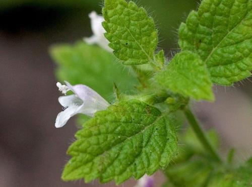 Чай с мелиссой на ночь. Польза и вред чая с мелиссой